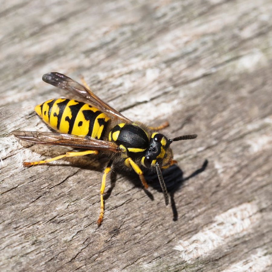 Close-up of a wasp on a wooden surface.