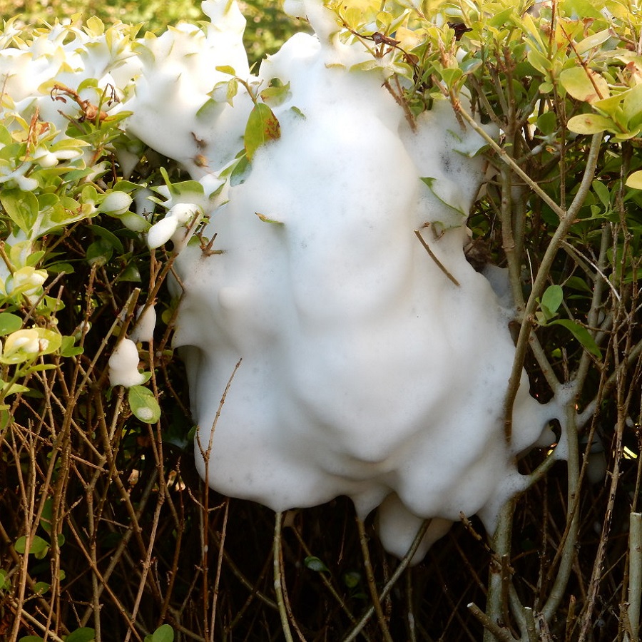 Foam covering a wasp nest in a bush, applied with a wasp nest killer spray.