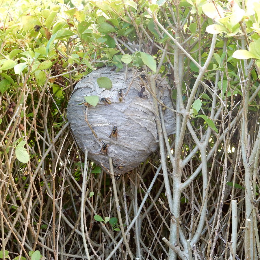 A large wasp nest surrounded by branches and leaves.
