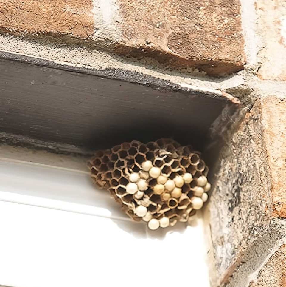 Wasp nest under a brick ledge.