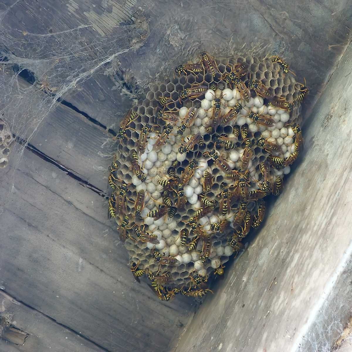 Close-up of a wasp nest with numerous wasps and larvae under a wooden surface.