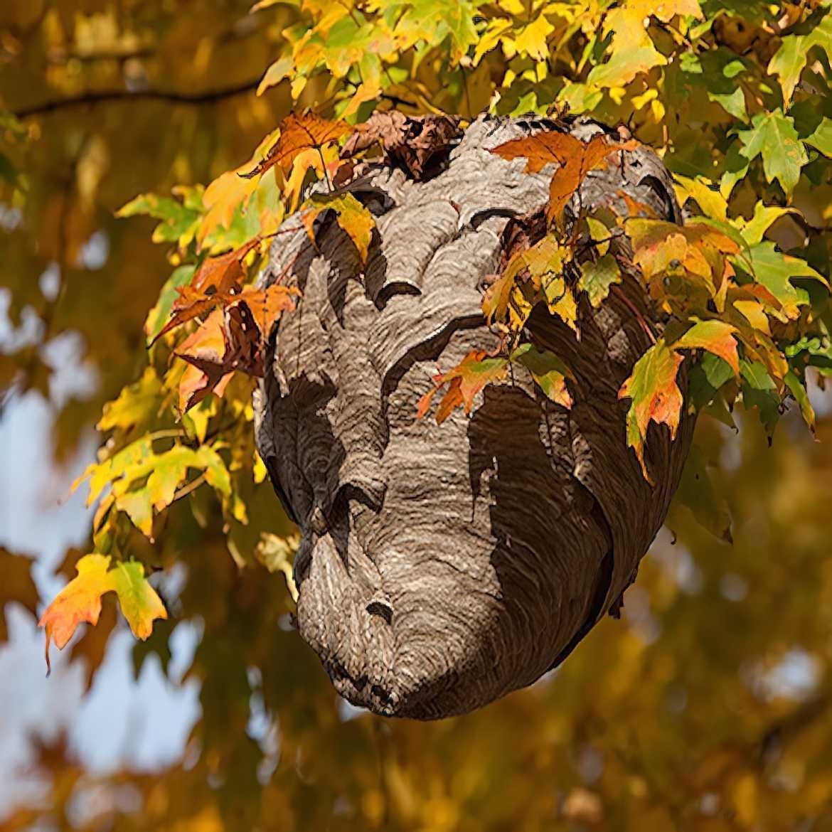 A wasp nest hanging from a tree branch surrounded by autumn leaves.