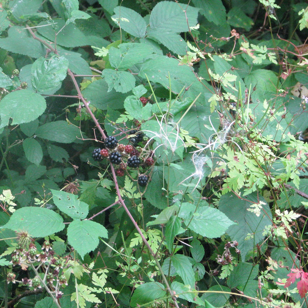 Dense foliage with green leaves and clusters of blackberries.