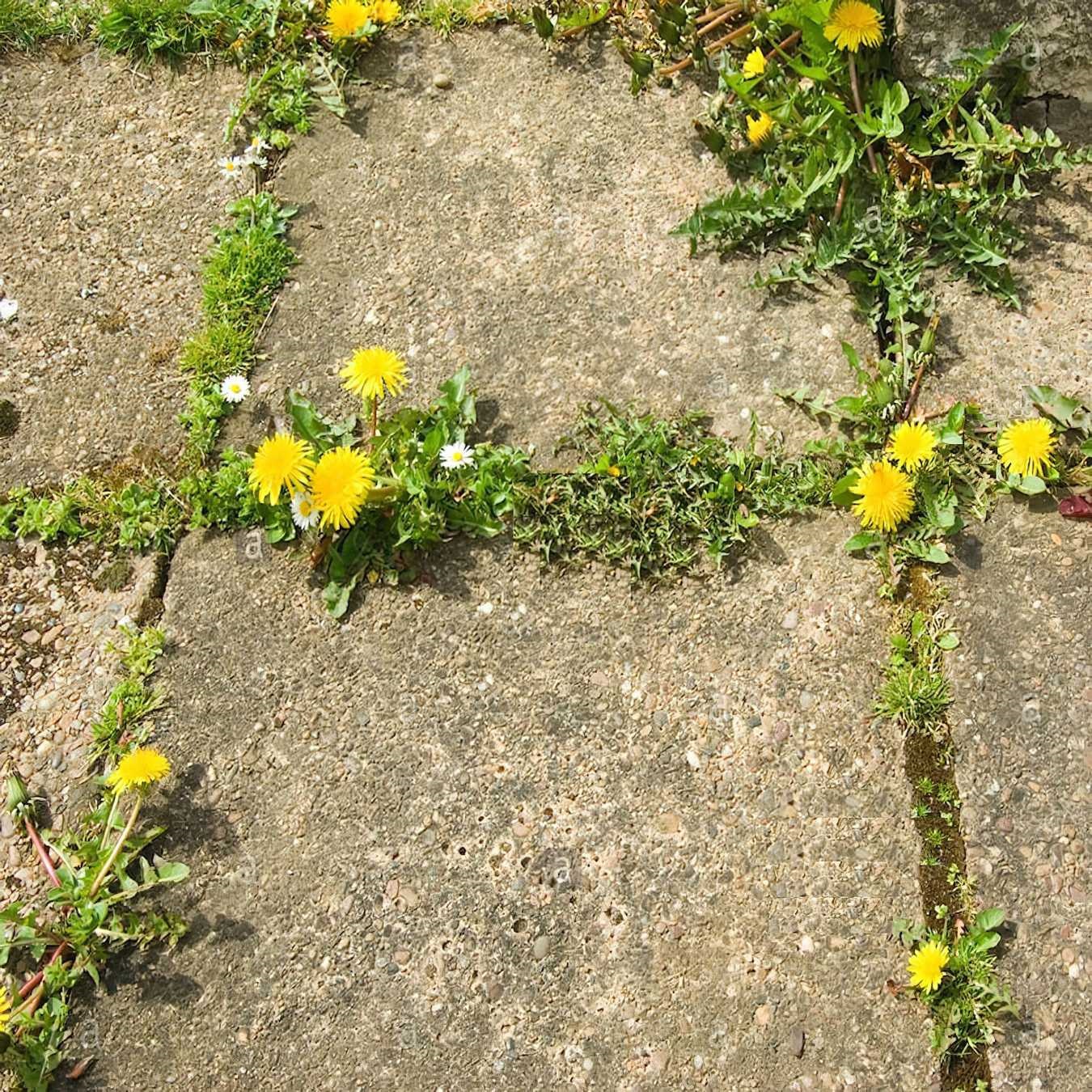 Close-up of paving stones with weeds and dandelions growing in the cracks.