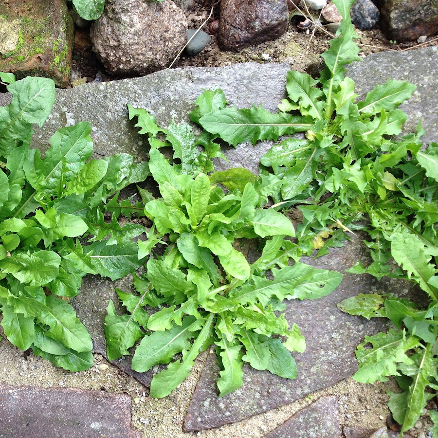 Close-up of green weeds growing between stone slabs.
