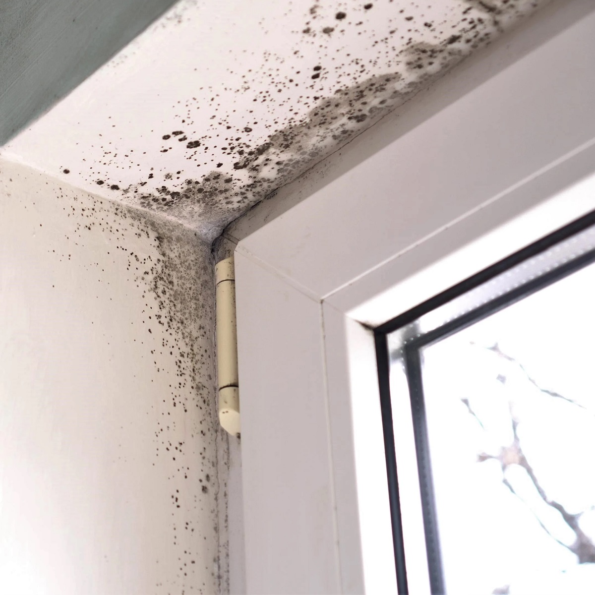 Close-up of mould growth on a white wall near a window frame.