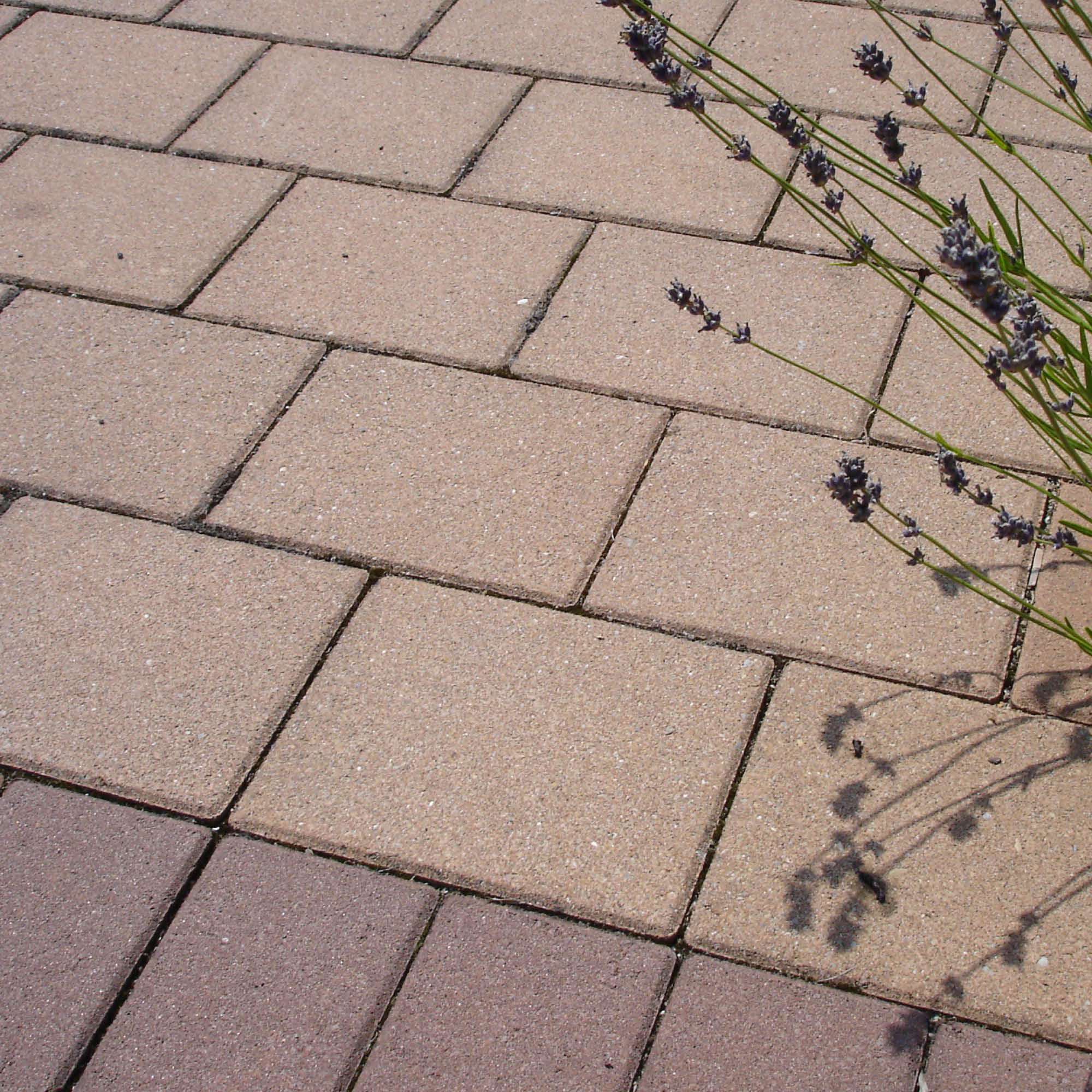 Close-up of paved surface with lavender plant casting shadows.