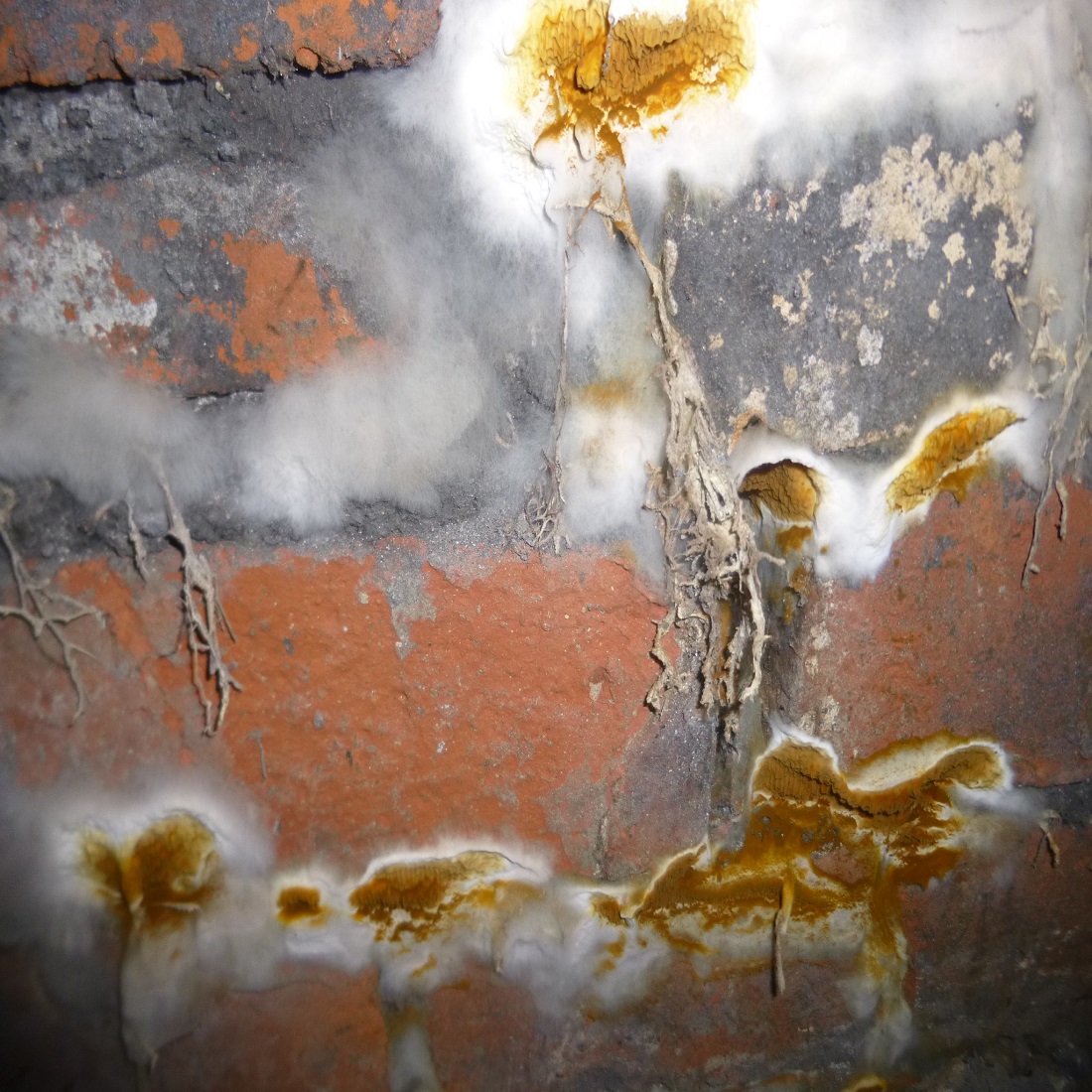 Close-up of dry rot on a brick wall, showing white and yellow fungal growth.