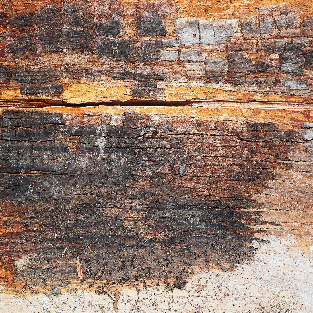 Close-up of wood affected by dry rot, showing darkened and decayed areas.