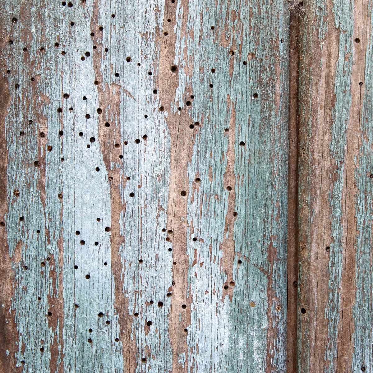 Close-up of wood with peeling paint and small holes, indicating potential woodworm damage.