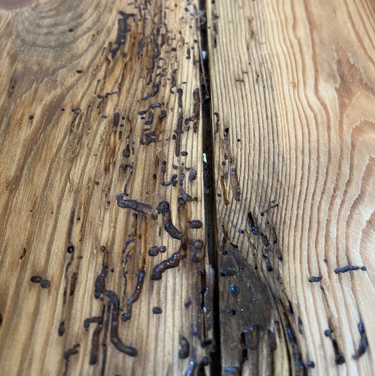 Close-up of wood surface showing signs of treatment with visible grain and texture.