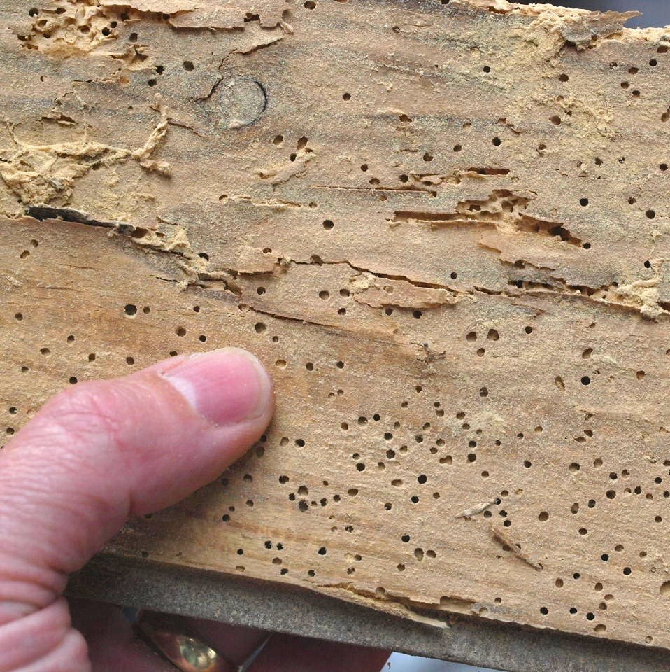 Close-up of a hand holding a piece of wood with signs of damage and small holes.