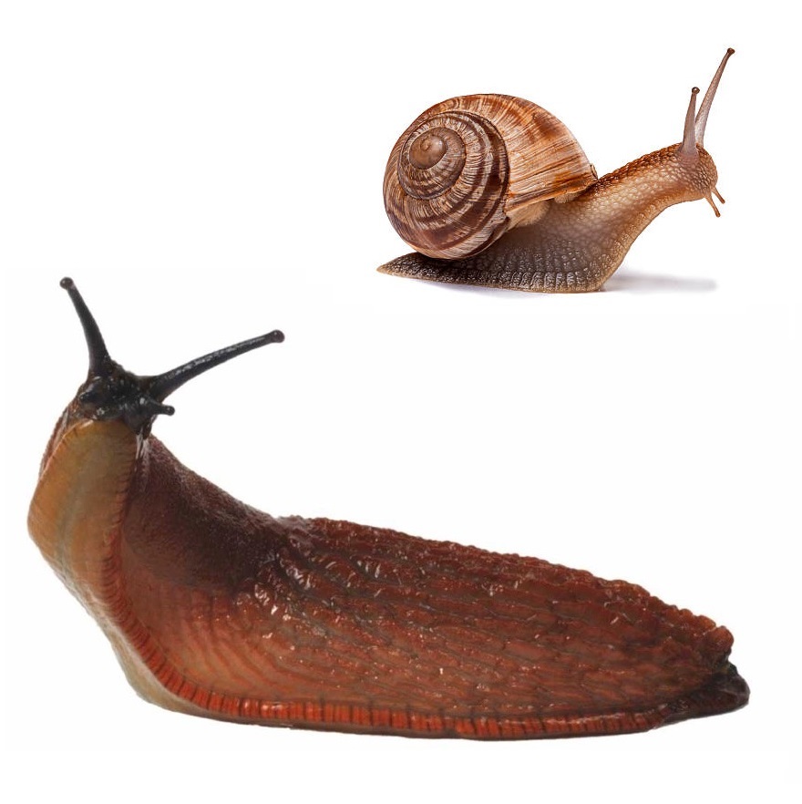 Fixman slug and snail traps for garden protection.slugs and snails