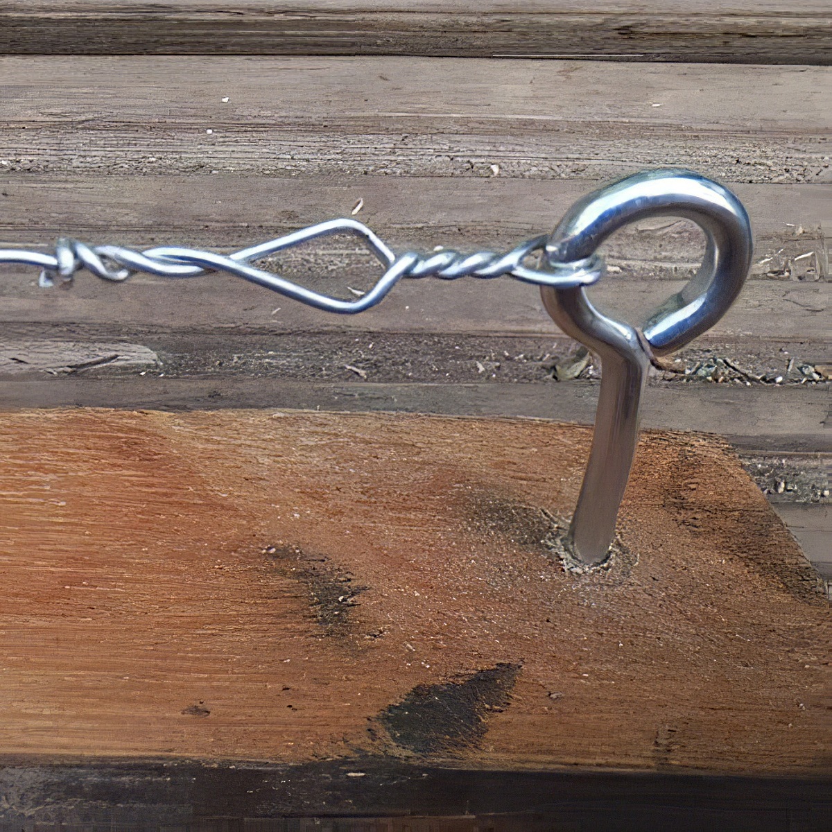Zinc plated vine eye screw for garden trellis, in use