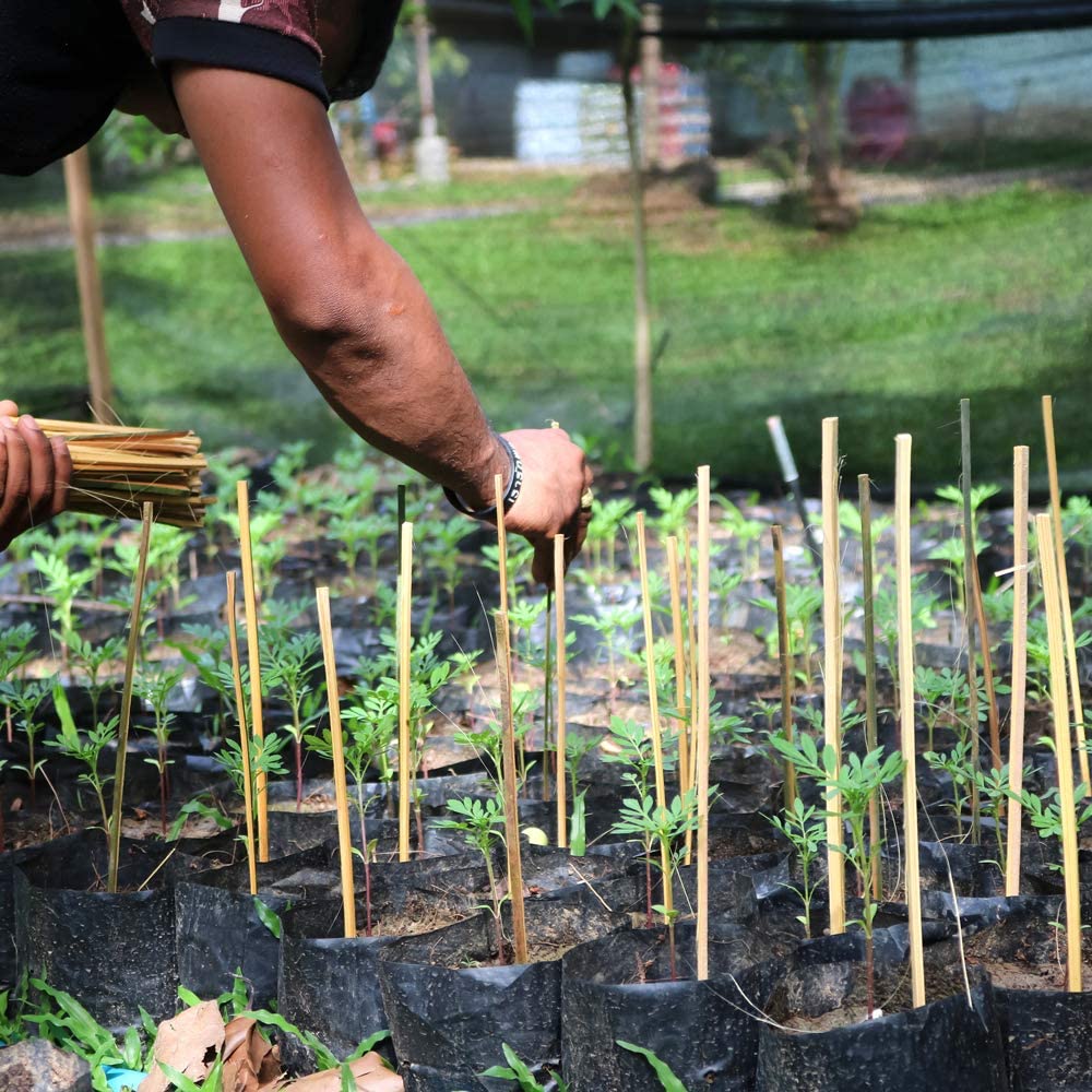 Person placing bamboo supports next to young plants in a garden.