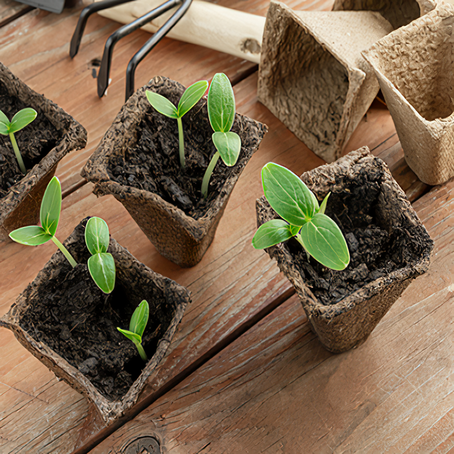 Biodegradable square peat pots with young seedlings on a wooden surface.