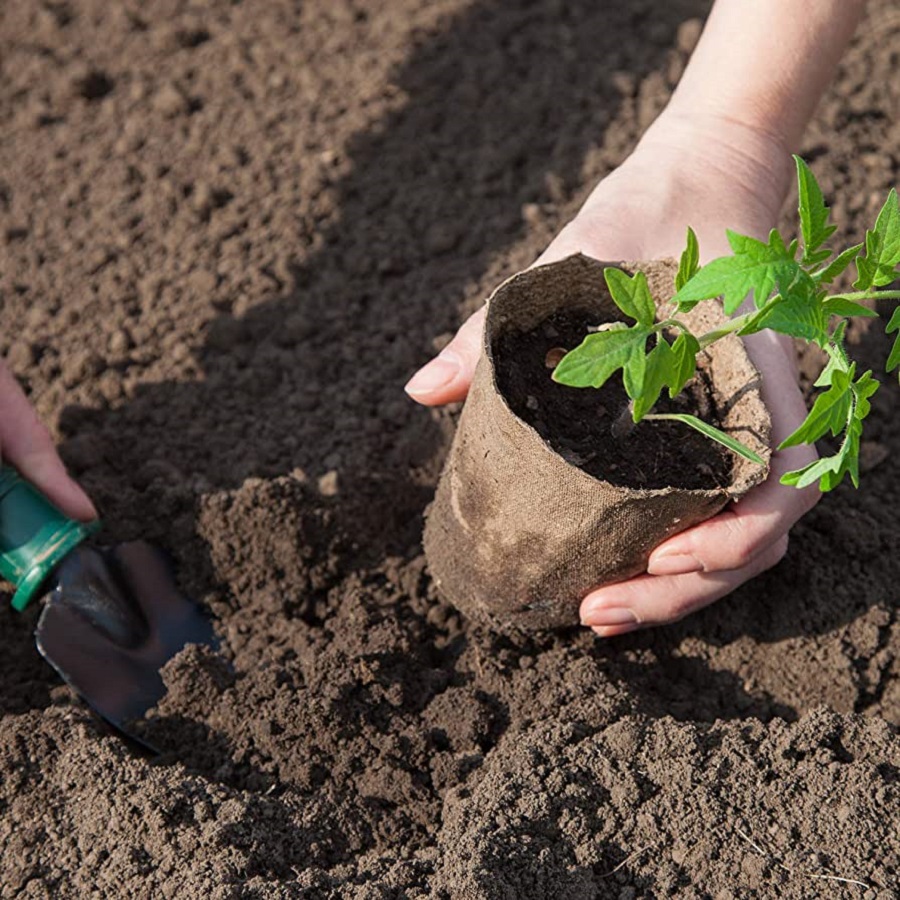 Hands planting a seedling in soil using a biodegradable peat pot.