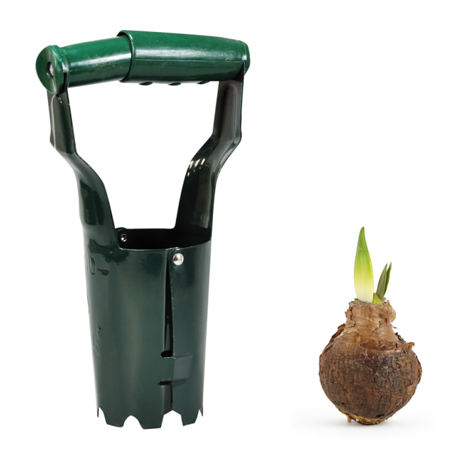 Green garden bulb planter tool next to a sprouting flower bulb.