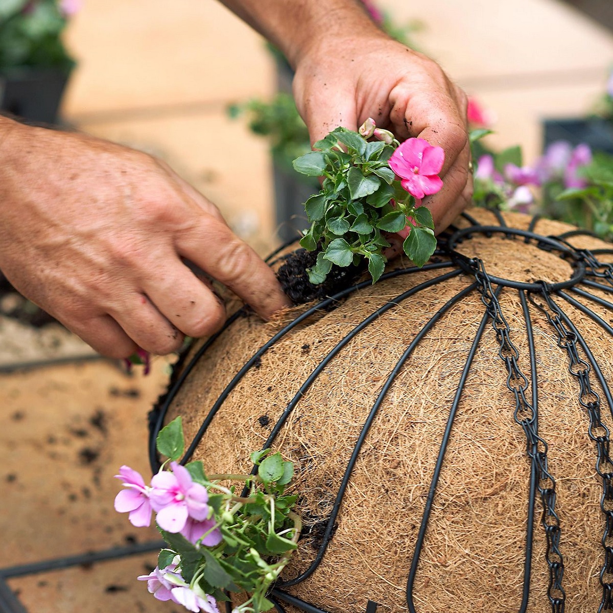 Hands placing flowers into a round hanging basket with a coco liner.