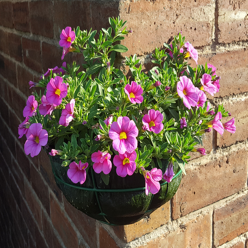 Pink flowers in a green hanging basket with jute liners against a brick wall.