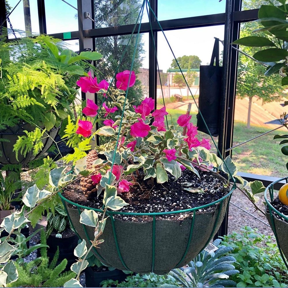 A green hanging basket with pink flowers and green foliage, suspended near a window in a garden setting.