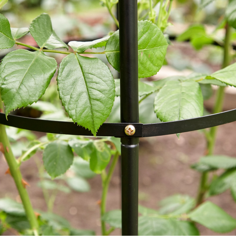 Close-up of a metal obelisk support frame in a garden with climbing plants.