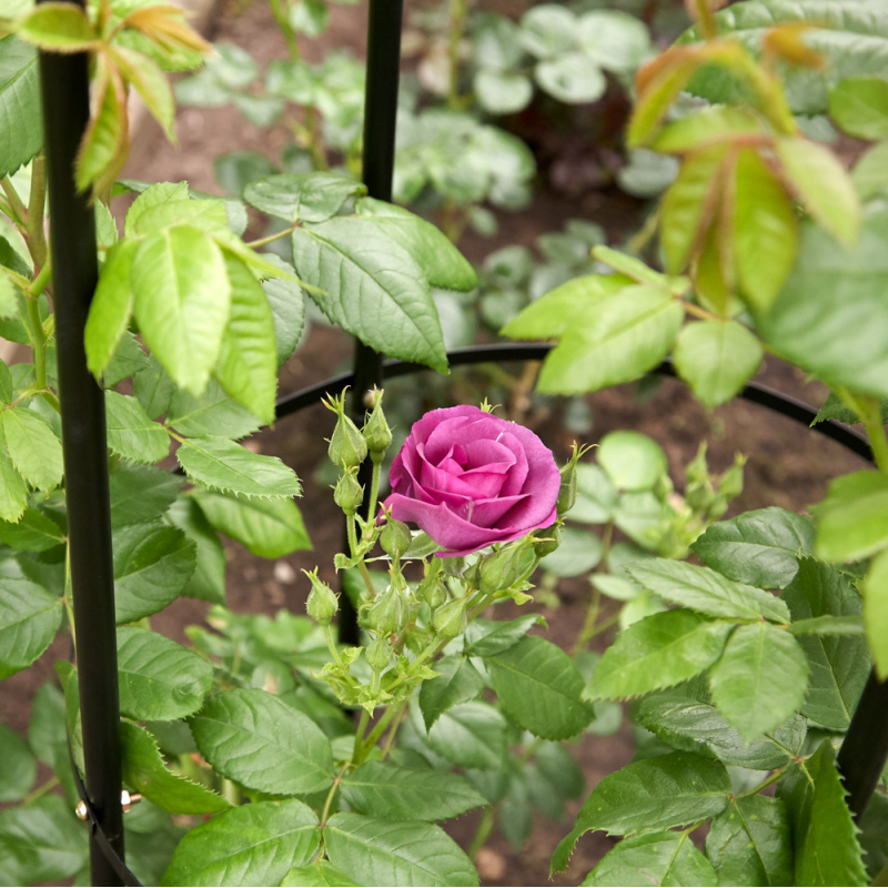 Close-up of a pink rose supported by a black metal obelisk frame among green leaves.