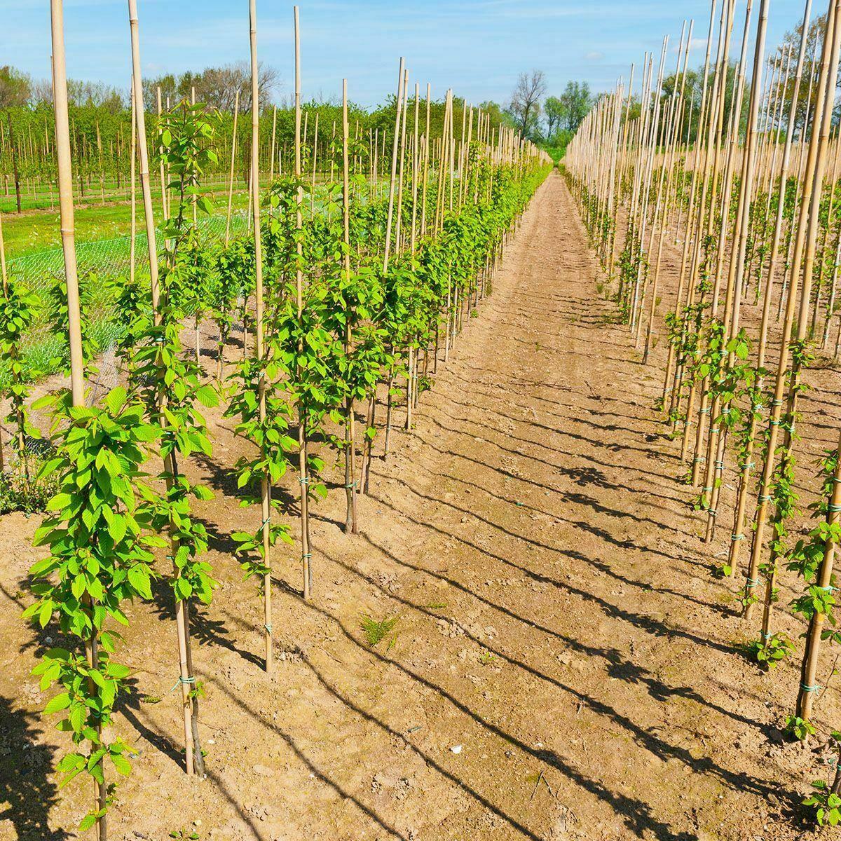 Rows of bamboo plant supports in a garden setting with young climbing plants.