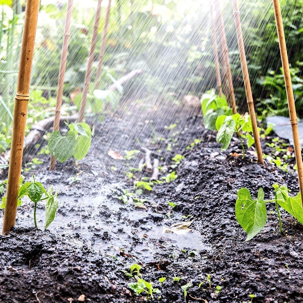 Bamboo plant supports in a garden bed with young plants and rain.
