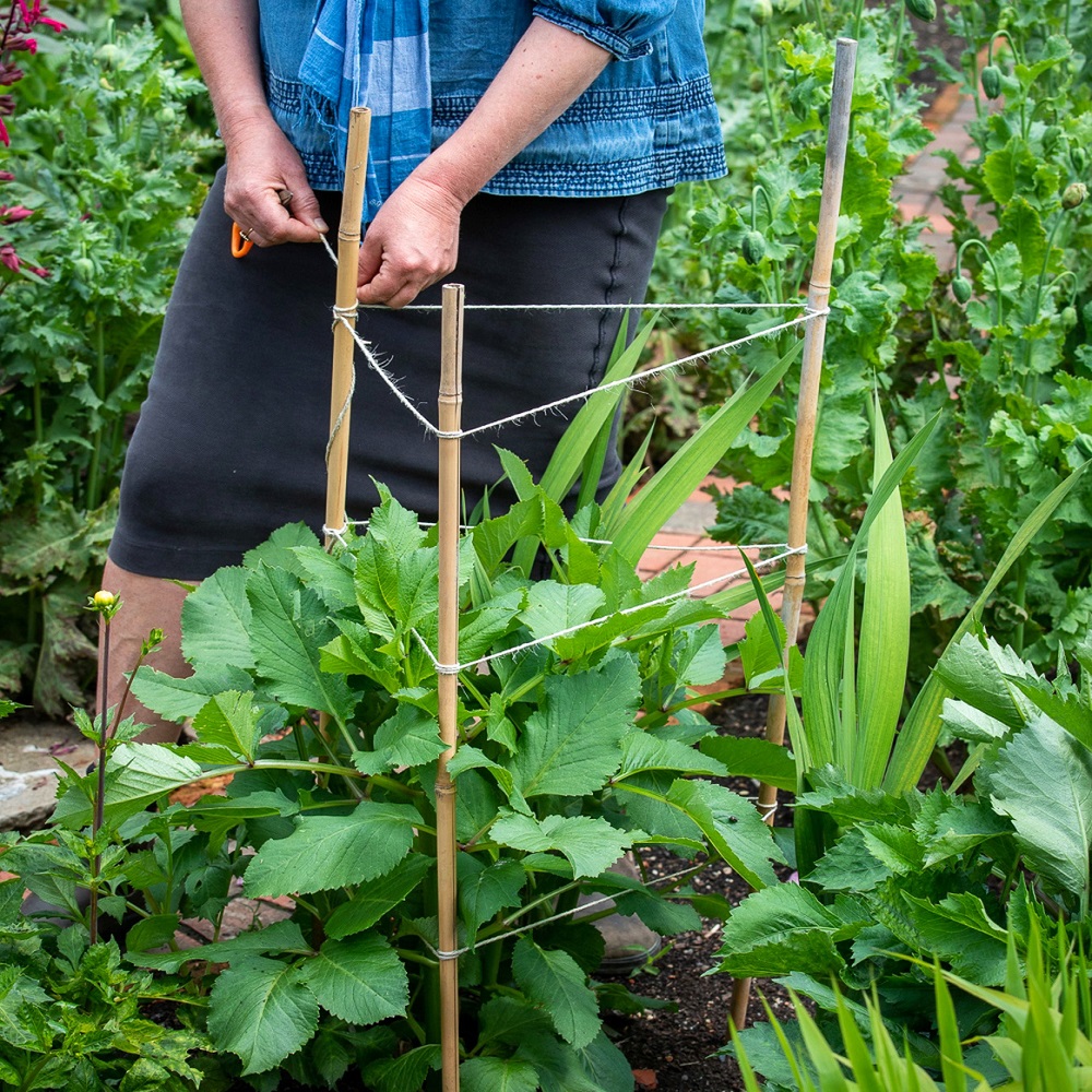 Person tying string around bamboo plant supports in a garden.