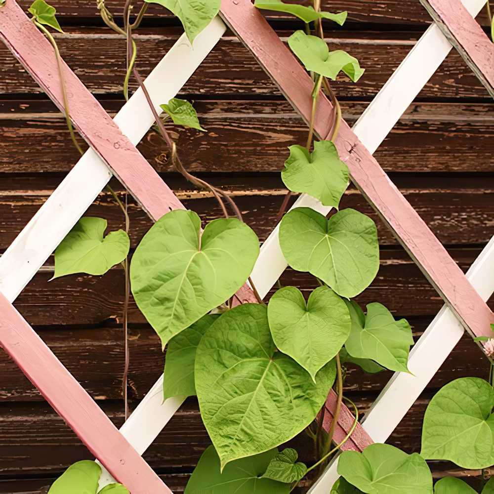 Wooden garden trellis with climbing green plants against a wooden fence.