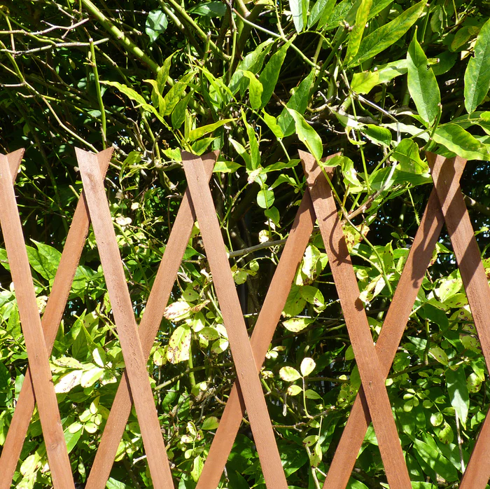 Expanding wooden trellis with green climbing plants.