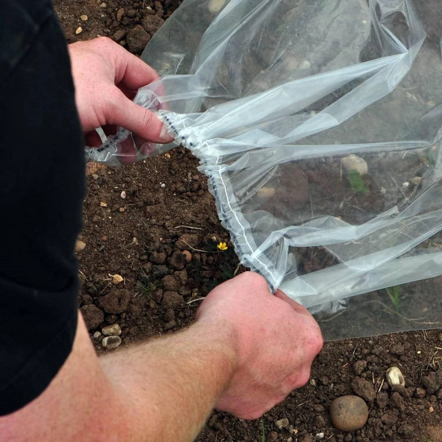 Hands adjusting the polythene cover of a garden grow tunnel on soil.