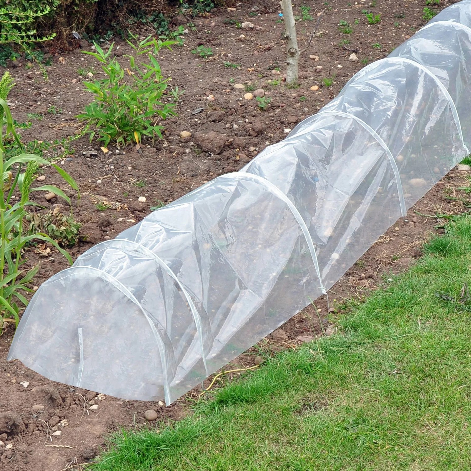 A clear polythene grow tunnel set up in a garden for humidity control.