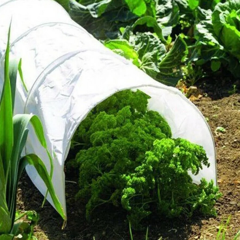 A white polythene grow tunnel covering green plants in a garden.