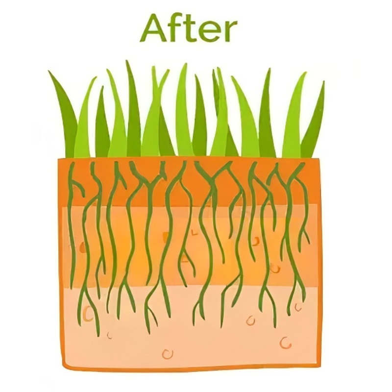 Illustration showing healthy grass growth with deep roots after aeration.