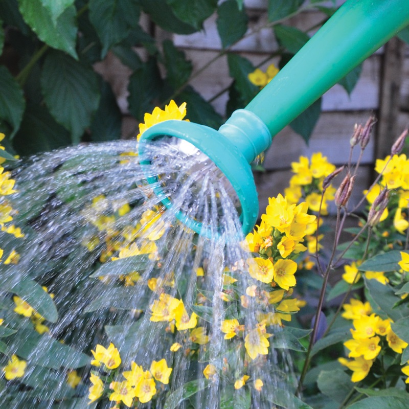 Green watering can with rose head watering yellow flowers in a garden.