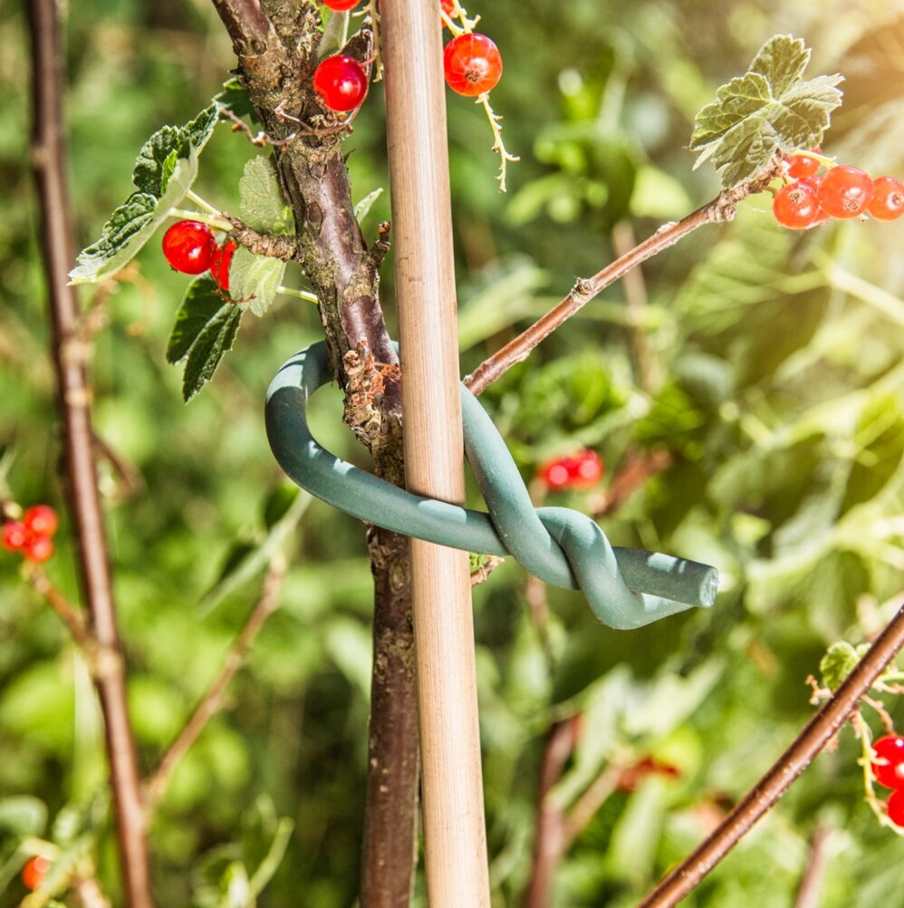 Green tie wire securing a plant to a wooden stake in a garden setting.