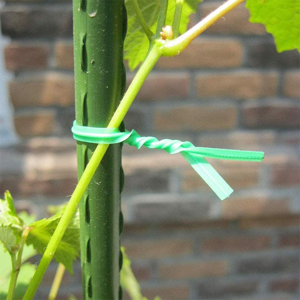 Green tie wire securing a plant stem to a support stake.