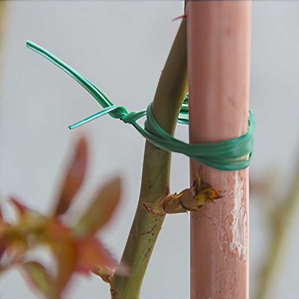 Green tie wire securing a plant stem to a support stake.