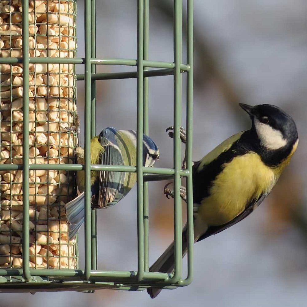 Two birds perched on a green squirrel guard bird feeder filled with nuts and peanuts.