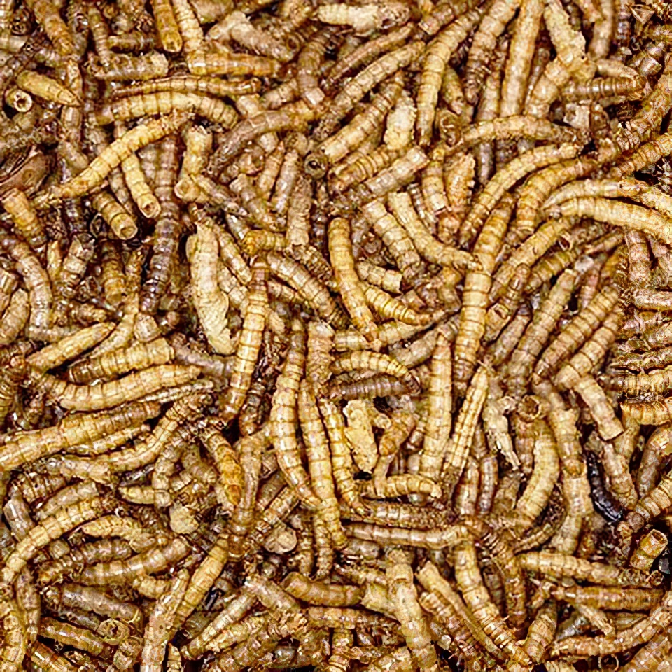 Close-up of dried mealworms for wild bird food.