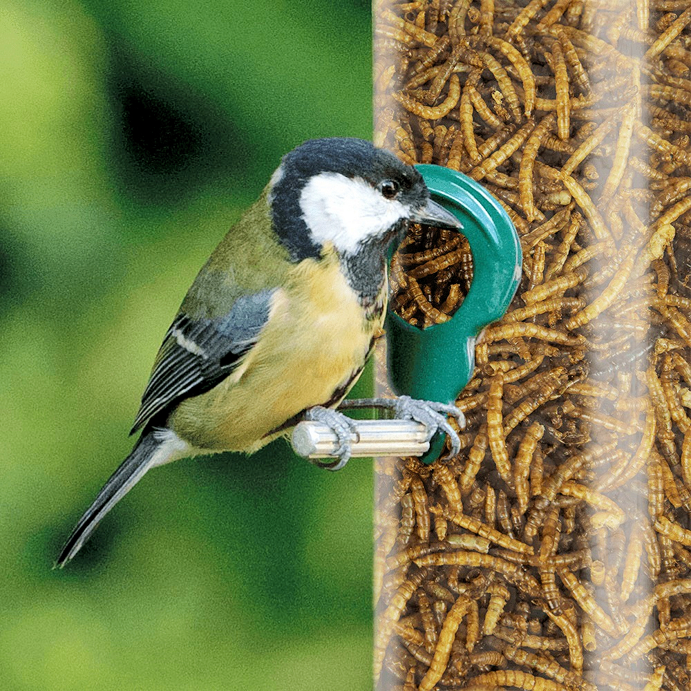 Bird feeding on dried mealworms from a feeder.