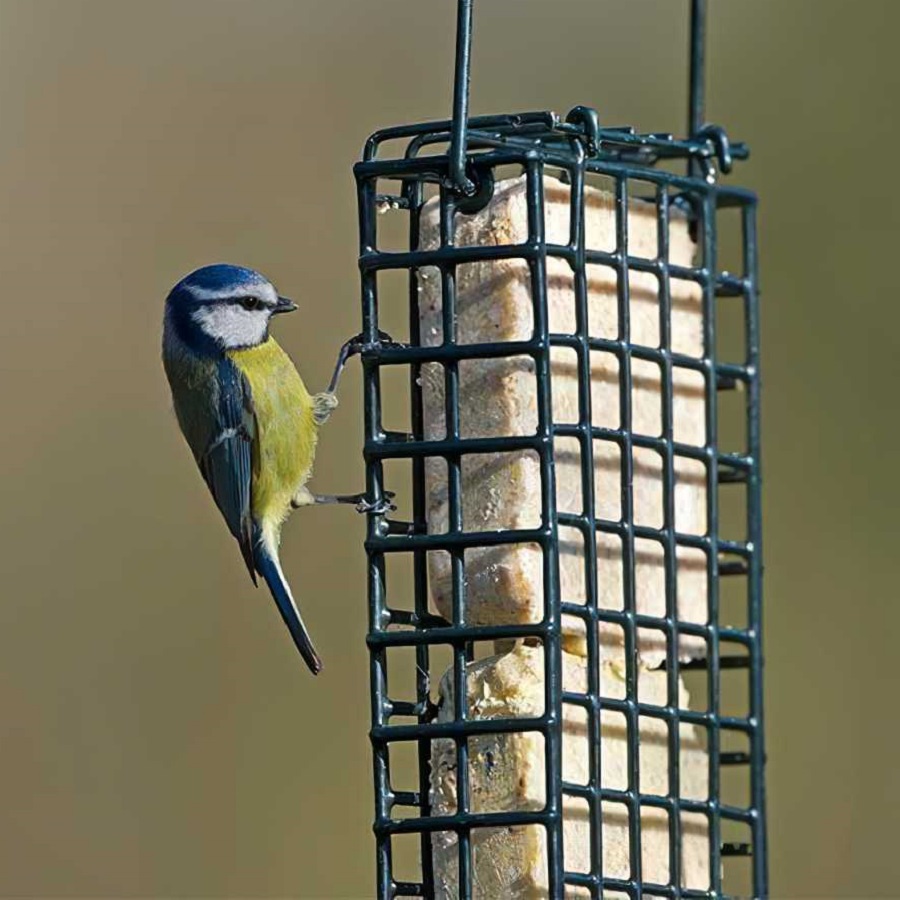 A small bird perched on a suet feeder containing wild berries suet cake.