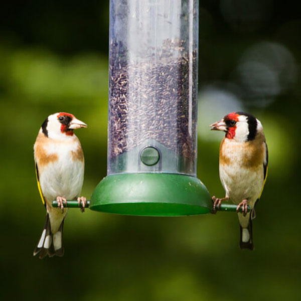 Two finches perched on a bird feeder filled with Niger seeds.