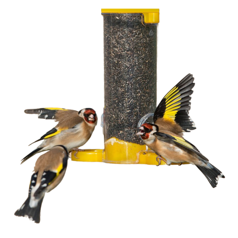 Three finches feeding on Niger seed from a yellow bird feeder.