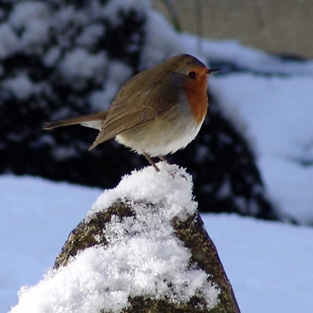 A robin perched on a snow-covered rock.