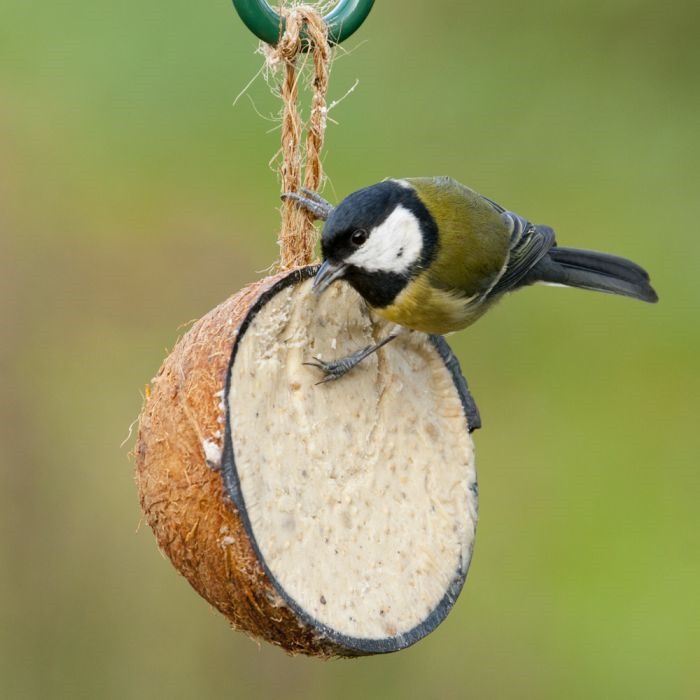Bird feeding from a coconut shell filled with suet, hanging from a string.
