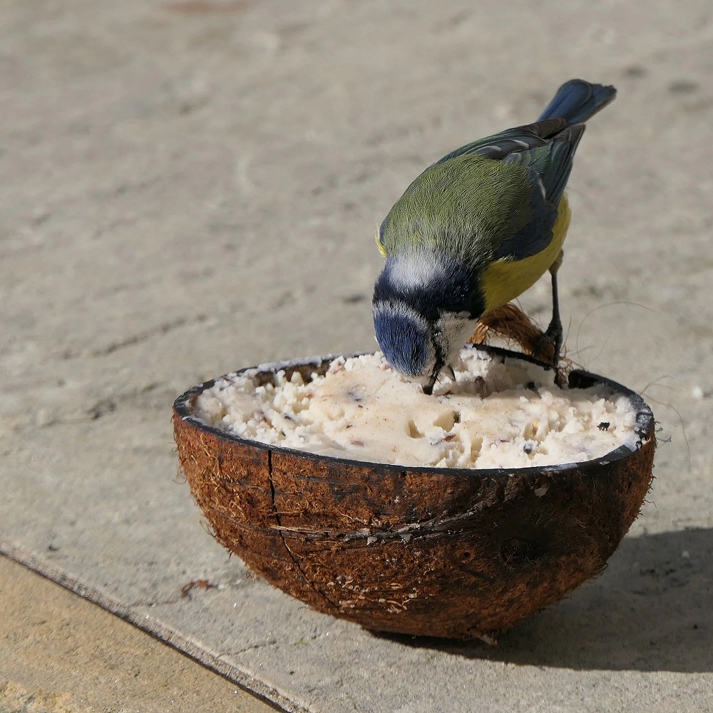 A small bird feeding from a coconut shell filled with suet on a stone surface.