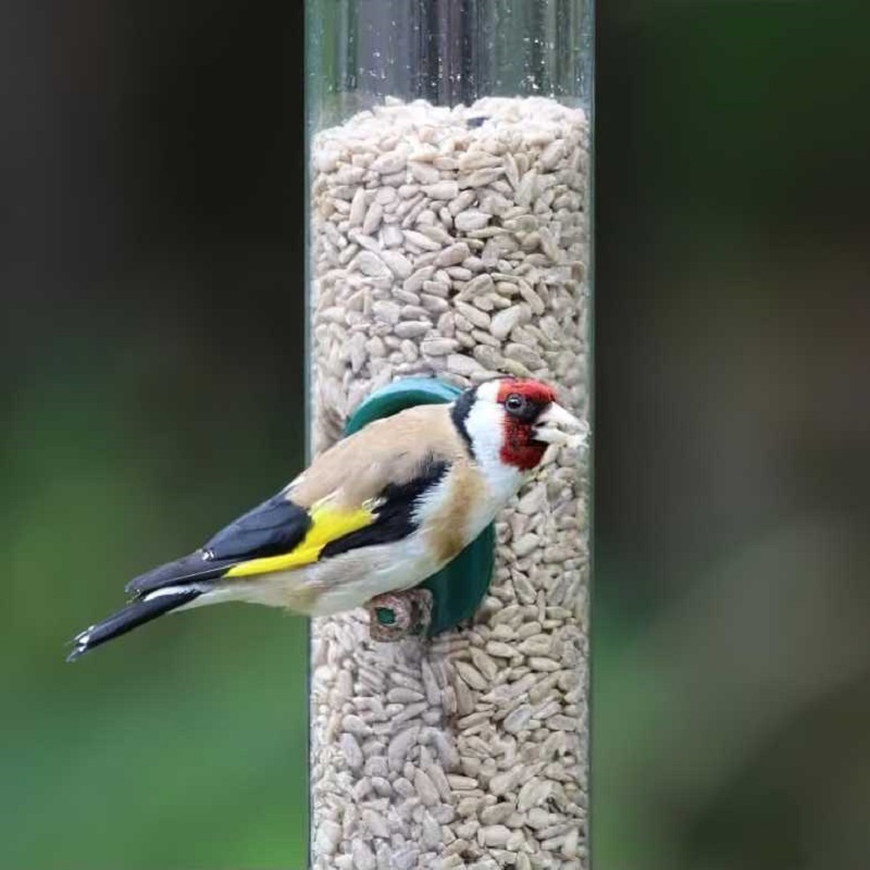A small bird perched on a feeder filled with sunflower seed hearts.